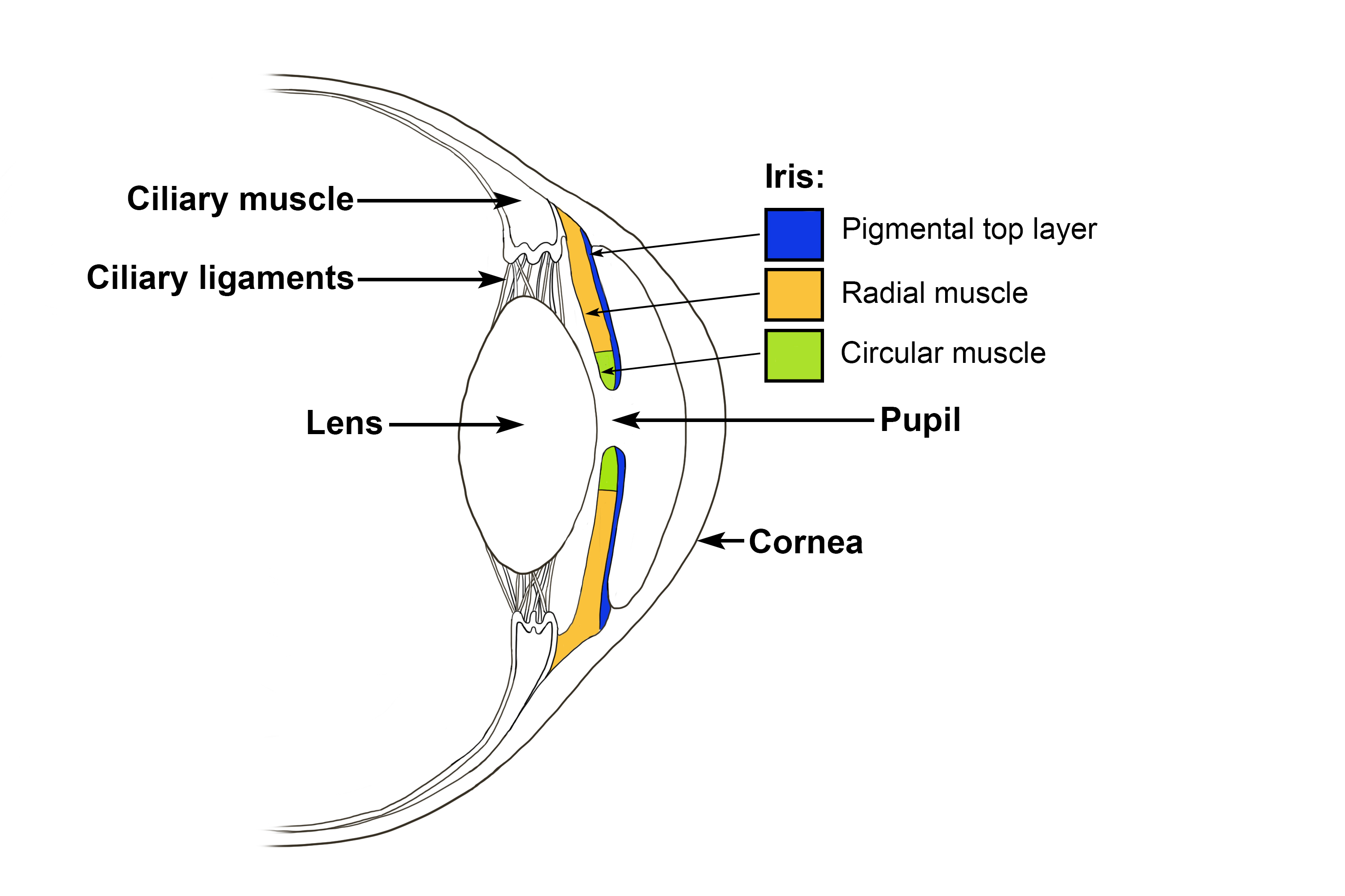 Side ward view of the antagonistic muscles also showing the ciliary muscles